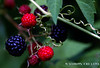 Wild berries in upstate New York