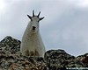 Mountain Goat - Wasatch Mountains, Utah.