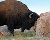 American Bison - Antelope Island, in the middle of the Great Salt Lake.